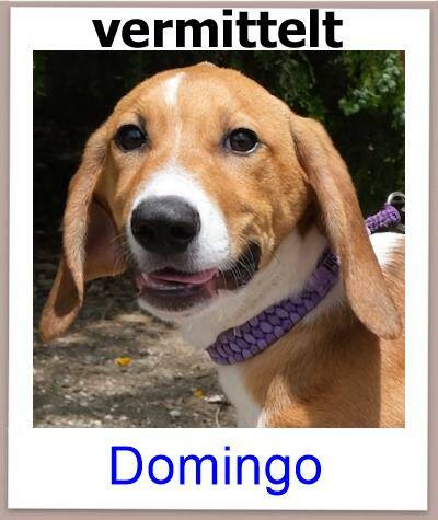 Domingo Tierschutz Zypern Hund prof