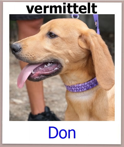 Don Tierschutz Zypern Hund prof