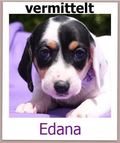 Edana Tierschutz Zypern Hund prof
