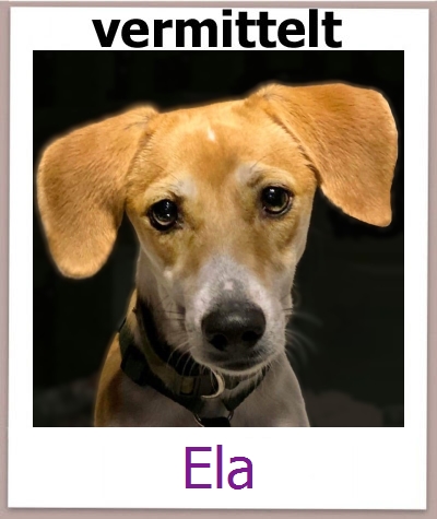 Ela Tierschutz Zypern Hund prof