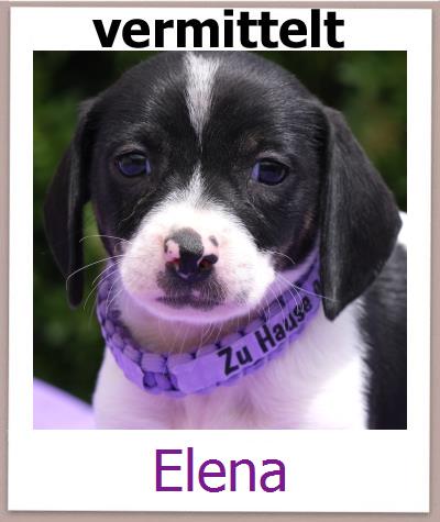 Elena Tierschutz Zypern Hund prof
