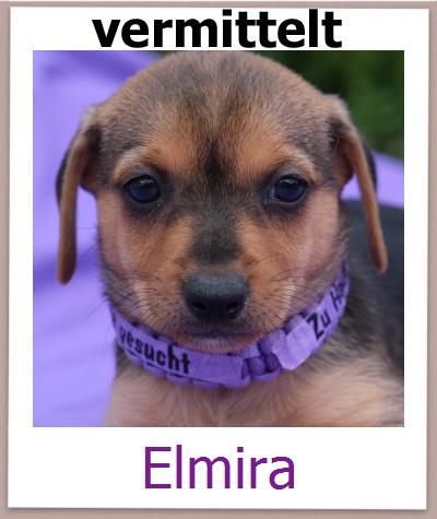 Elmira Tierschutz Zypern Hund prof