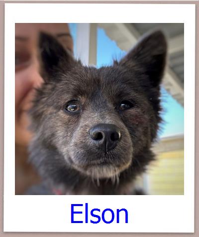 Elson Tierschutz Zypern Hund prof
