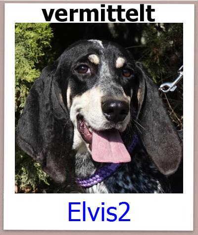 Elvis2 Tierschutz Zypern Hund prof