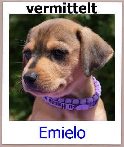 Emielo Tierschutz Zypern Hund prof