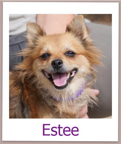 Masha Tierschutz Zypern Hund prof