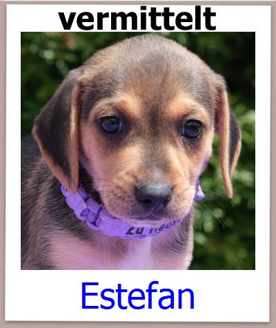 Estefan Tierschutz Zypern Hund prof