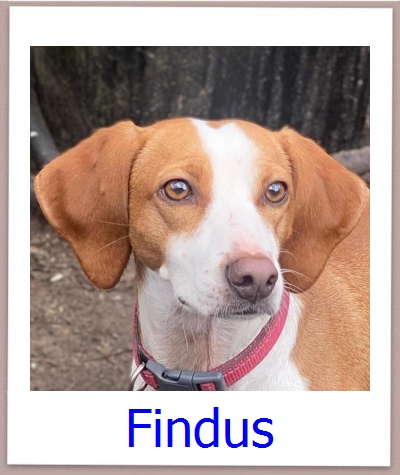 Findus Tierschutz Zypern Hund prof