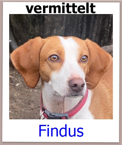 Findus Tierschutz Zypern Hund prof