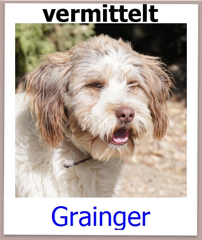 Grainger Tierschutz Zypern Hund prof