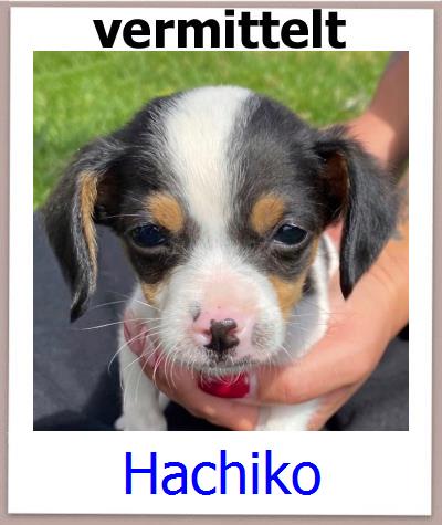 Hachiko Tierschutz Zypern Hund prof