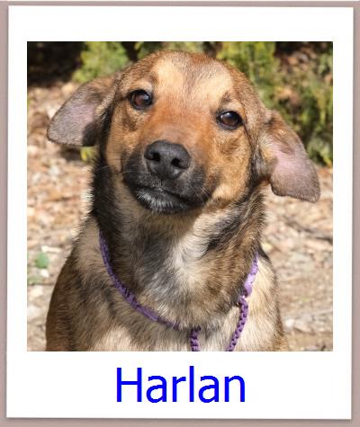Harlan Tierschutz Zypern Hund prof
