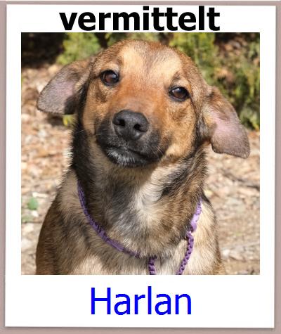 Harlan Tierschutz Zypern Hund prof