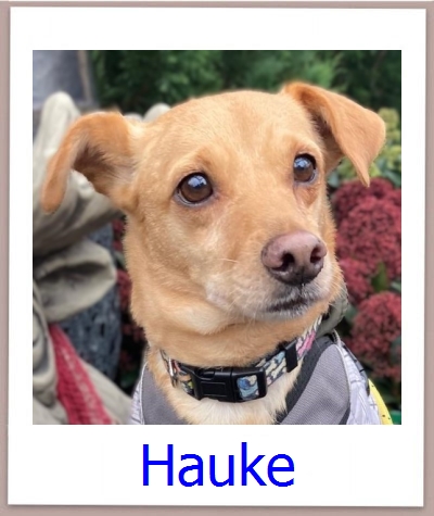 Kai2 Tierschutz Zypern Hund prof