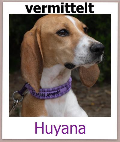 Huyana Tierschutz Zypern Hund prof