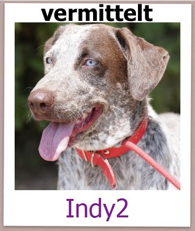 Indy2 Tierschutz Zypern Hund prof