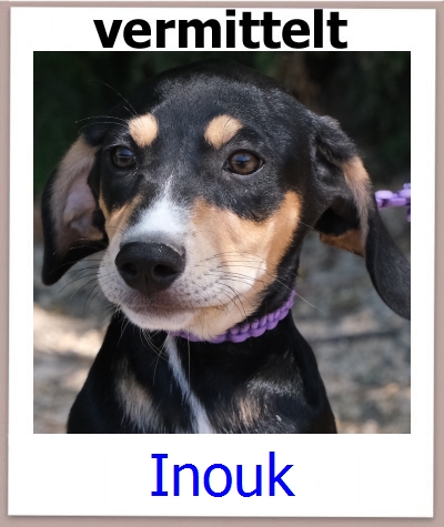 Inouk Tierschutz Zypern Hund prof