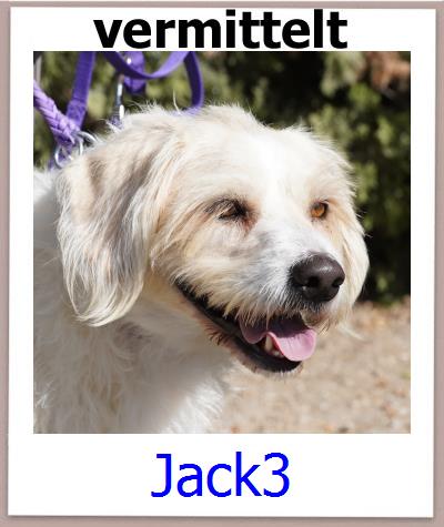 Jack3 Tierschutz Zypern Hund prof