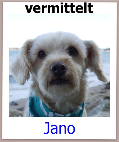Jano Tierschutz Zypern Hund prof