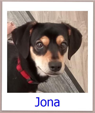 Jona Tierschutz Zypern Hund prof