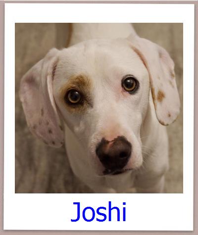 Joshi Tierschutz Zypern Hund prof