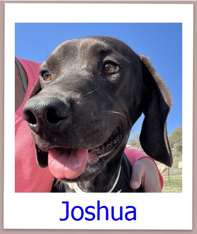 Joshua Tierschutz Zypern Hund prof