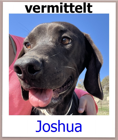 Joshua Tierschutz Zypern Hund prof