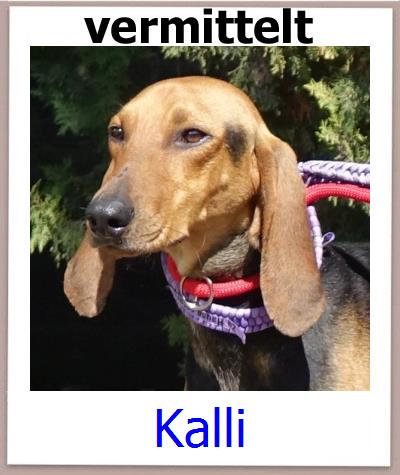 Kalli Tierschutz Zypern Hund prof