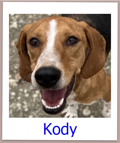 Kody Tierschutz Zypern Hund prof