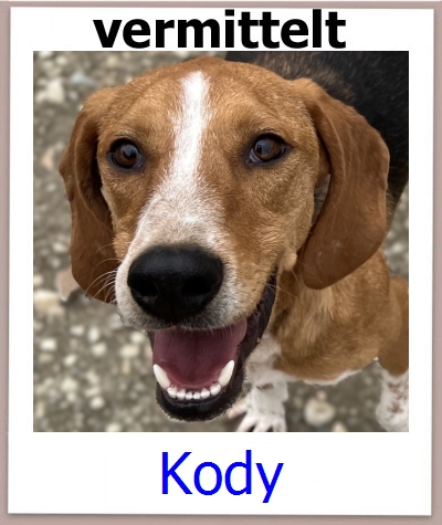 Kody Tierschutz Zypern Hund prof