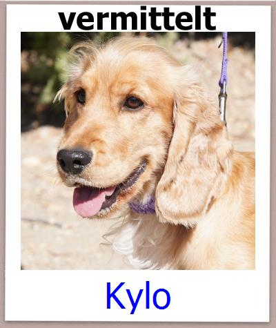 Kylo Tierschutz Zypern Hund prof