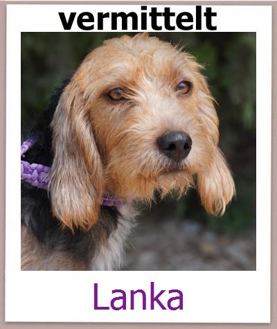 Lanka Tierschutz Zypern Hund prof