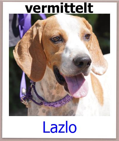 Lazlo Tierschutz Zypern Hund prof