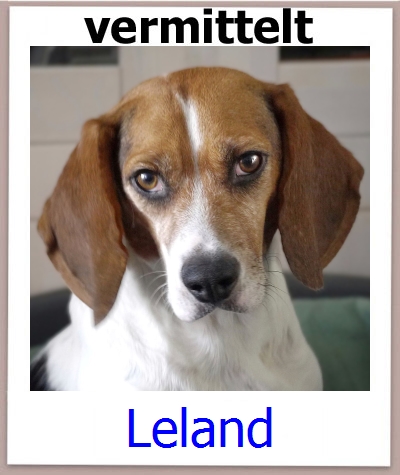 Leland Tierschutz Zypern Hund prof