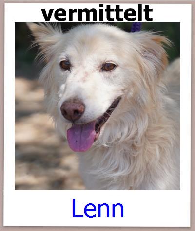 Lenn Tierschutz Zypern Hund prof