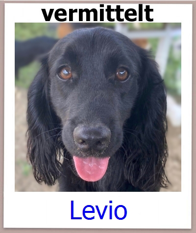 Levio Tierschutz Zypern Hund prof