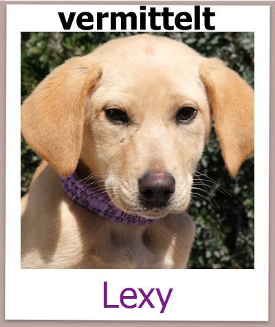 Lexy Tierschutz Zypern Hund prof