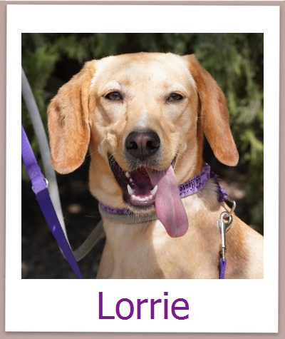 Lorrie Tierschutz Zypern Hund prof