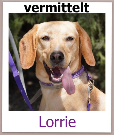 Lorrie Tierschutz Zypern Hund prof