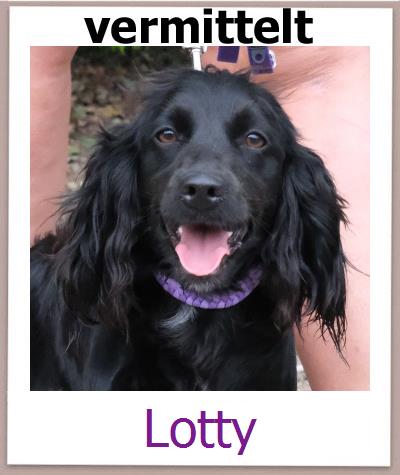 Lotty Tierschutz Zypern Hund prof