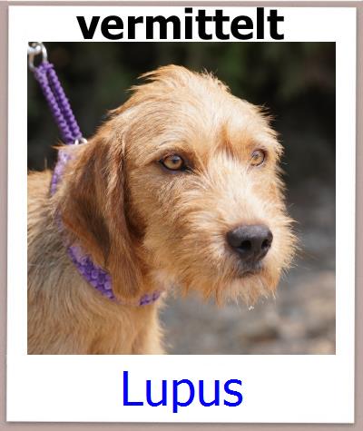 Lupus Tierschutz Zypern Hund prof