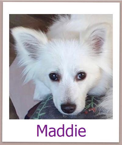 Maddie Tierschutz Zypern Hund prof