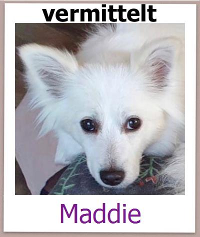 Maddie Tierschutz Zypern Hund prof