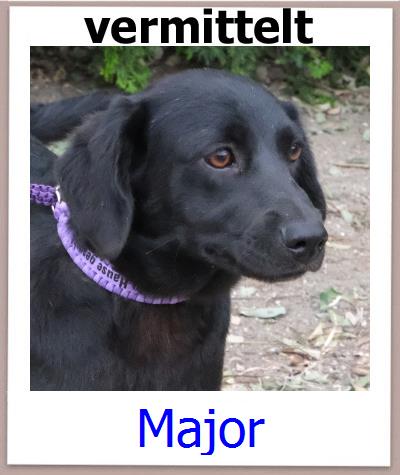 Major Tierschutz Zypern Hund prof