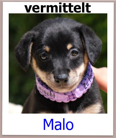 Malo Tierschutz Zypern Hund prof