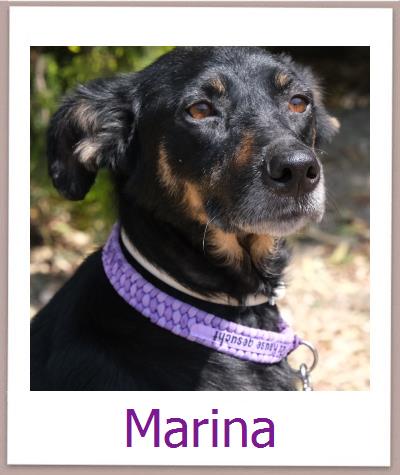 Marina Tierschutz Zypern Hund prof