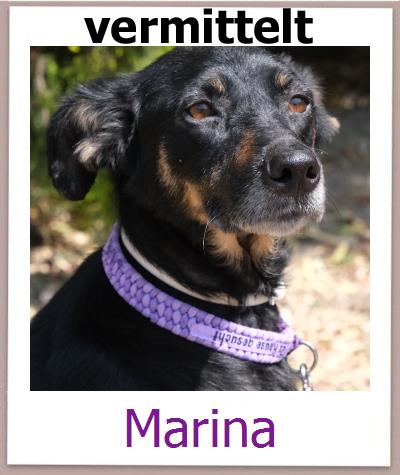 Marina Tierschutz Zypern Hund prof