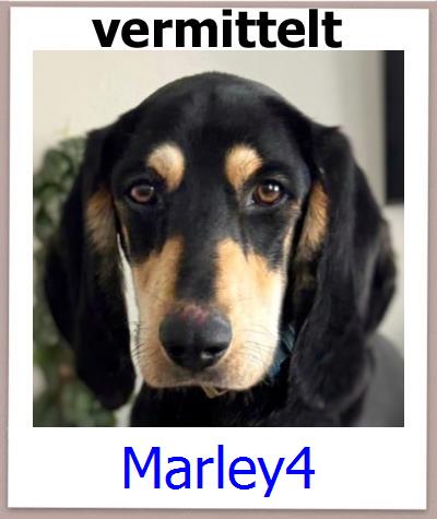 Marley4 Tierschutz Zypern Hund prof