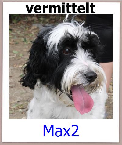 Max2 Tierschutz Zypern Hund prof