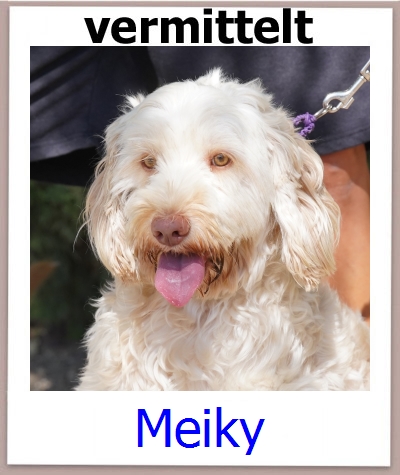 Meiky Tierschutz Zypern Hund prof